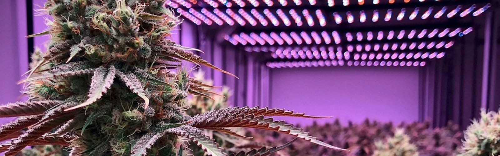 cannabis plant plants garden led light lights lighting indoor
