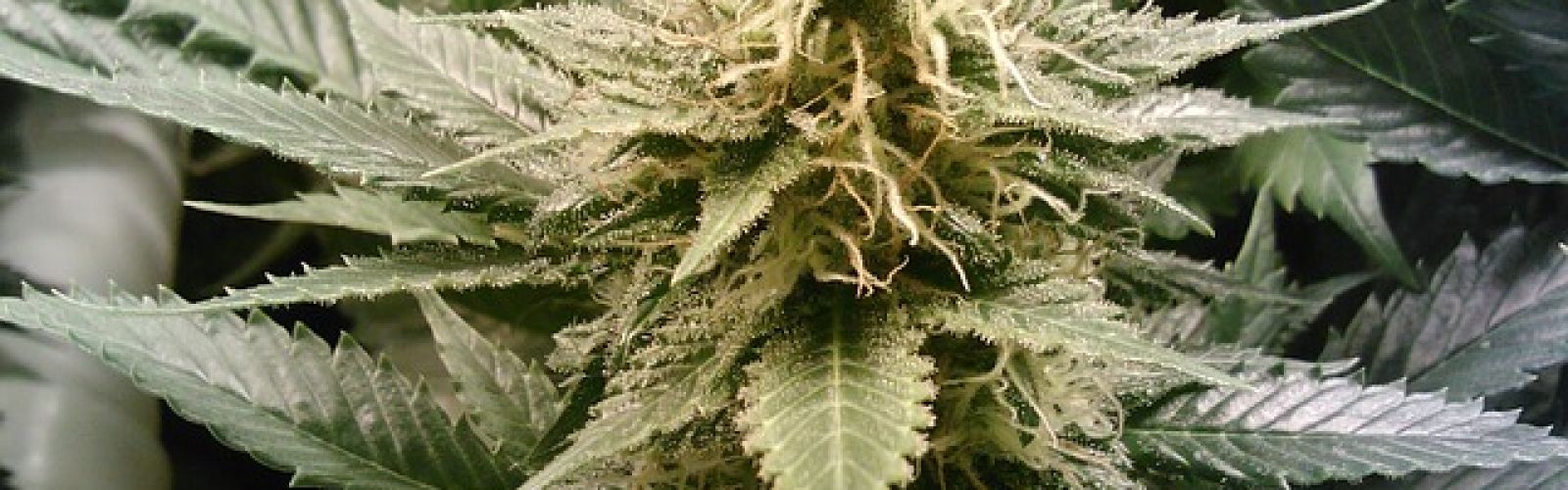 cannabis plant
