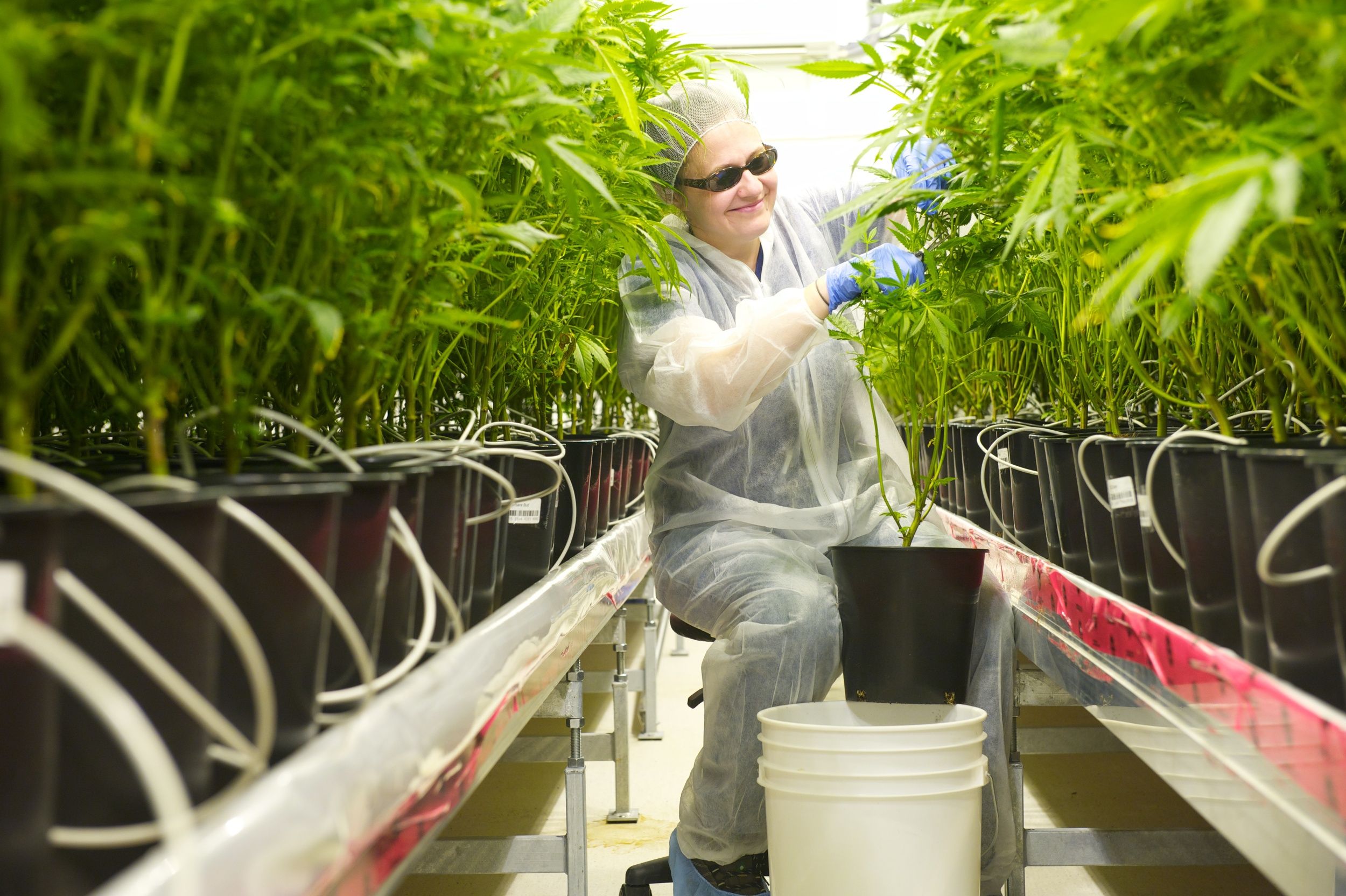 Tilray vegetative plants