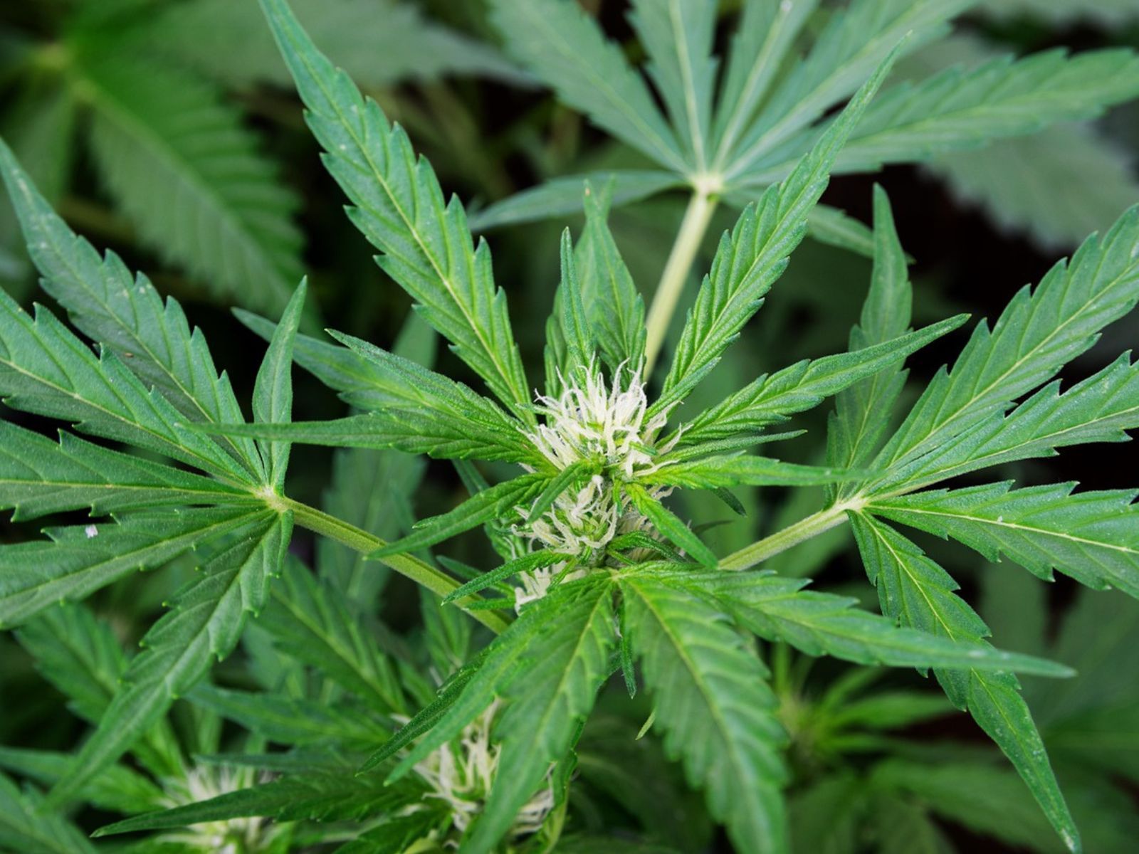 cannabis plant