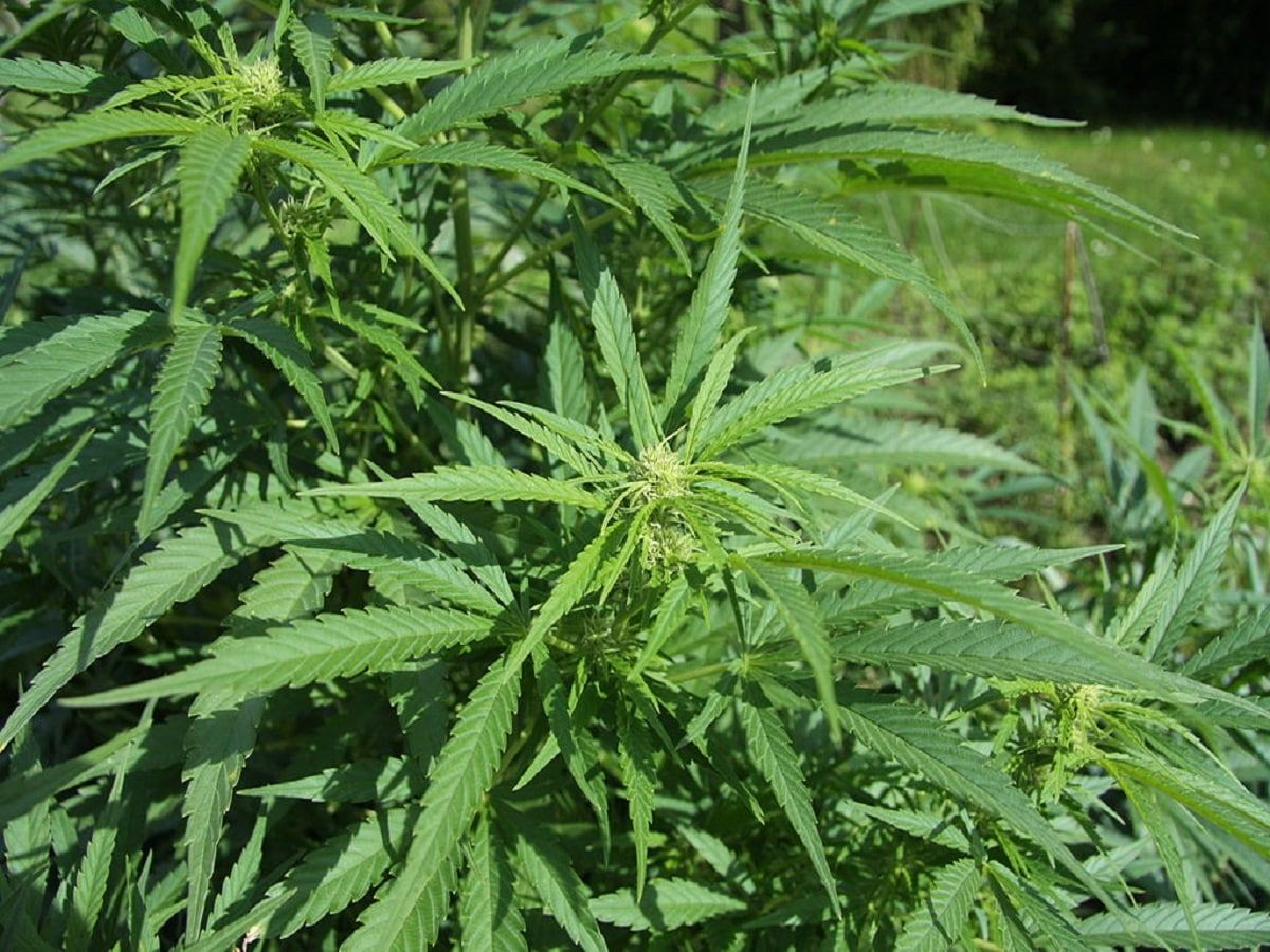 hemp plant field