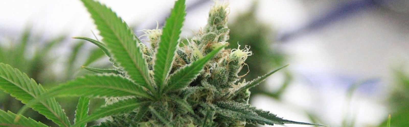 indoor cannabis plant garden plants