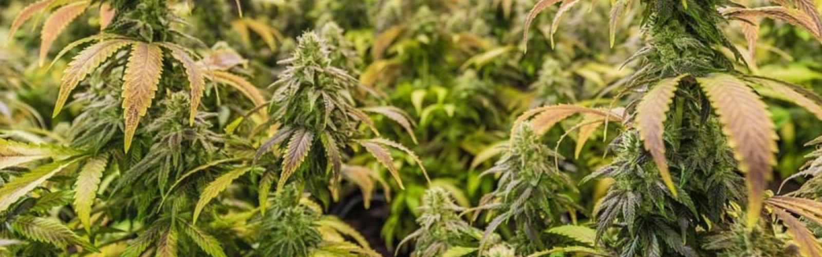 Cannabis Plants