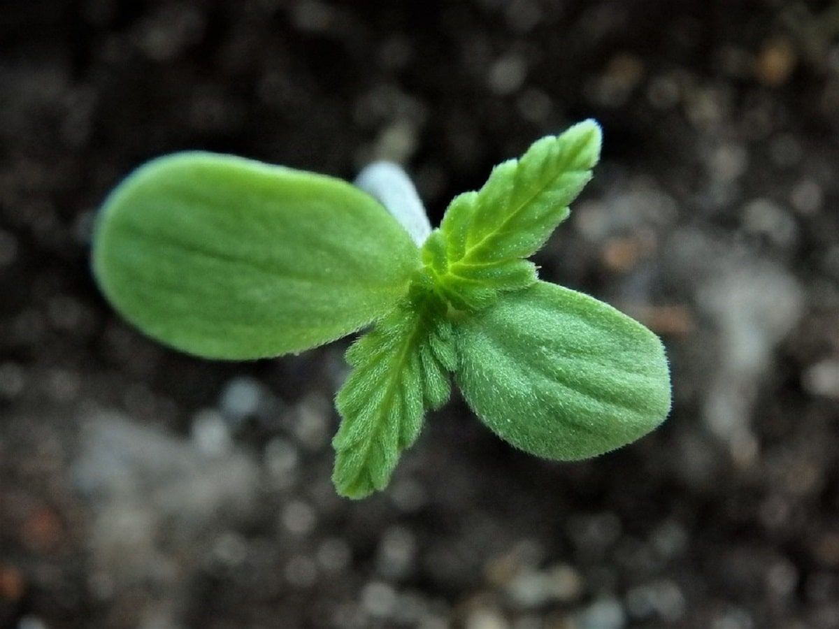 hemp seed clone plant cbd