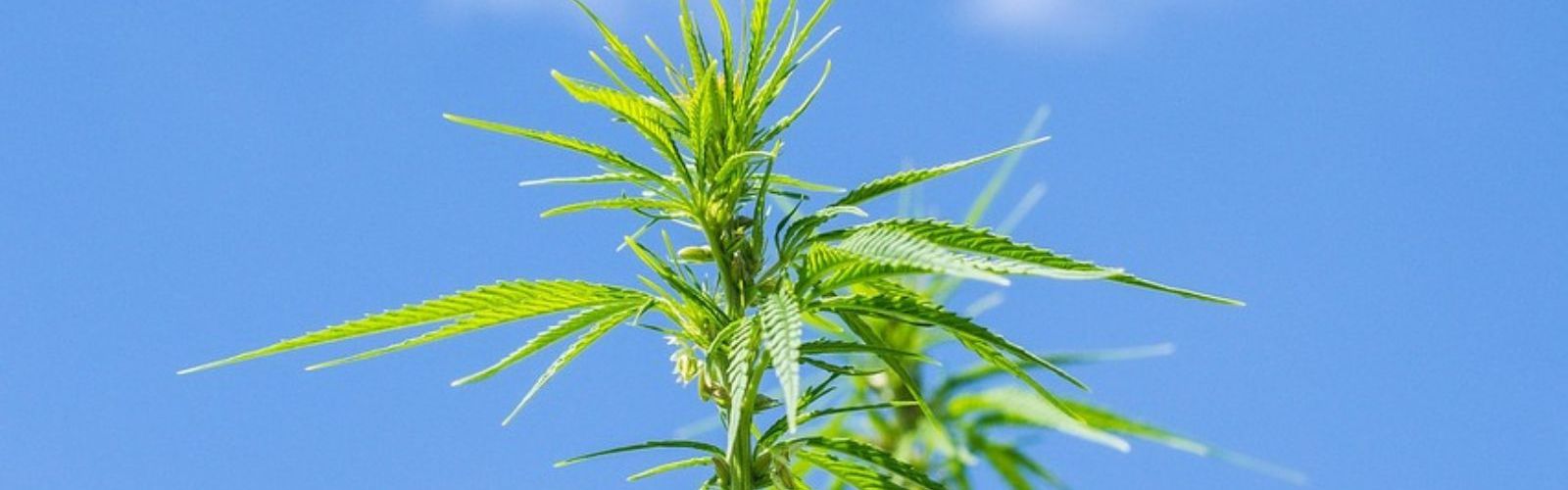 hemp plant
