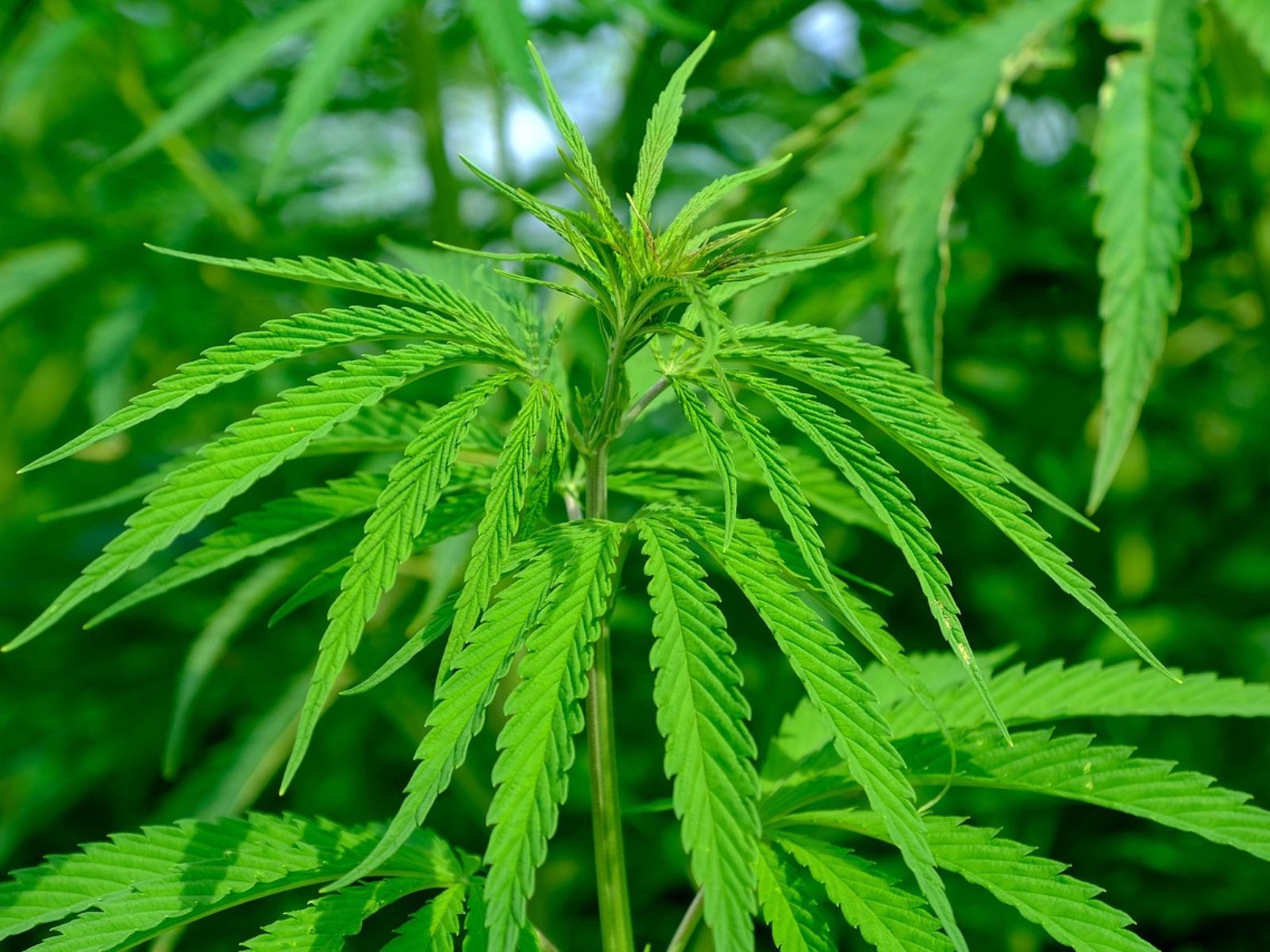 hemp plant field