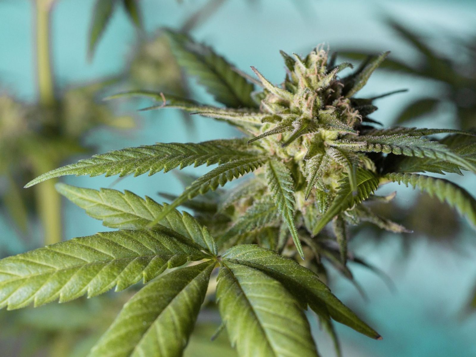 cannabis plant cannabis plant
