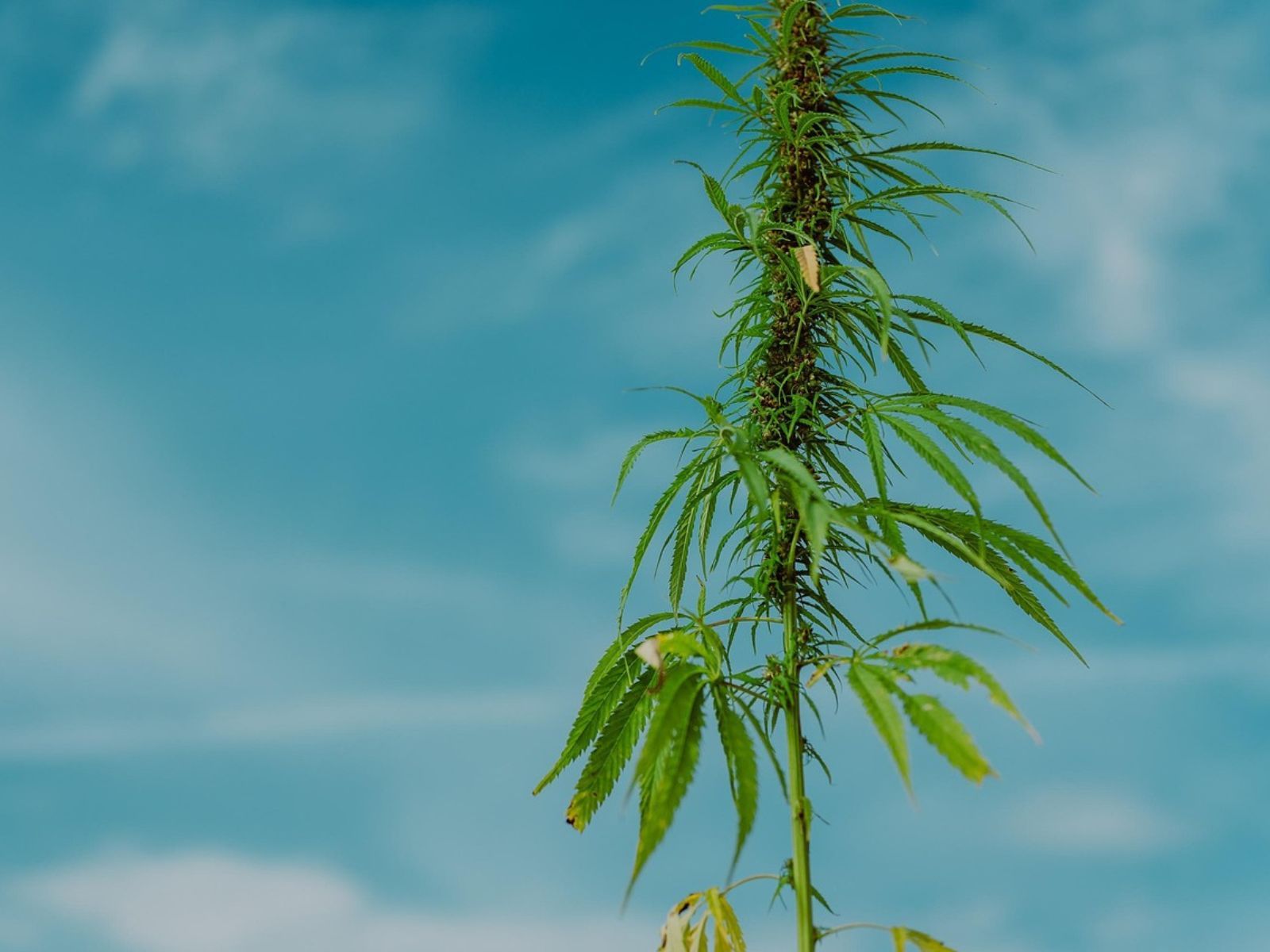 hemp plant hemp plant