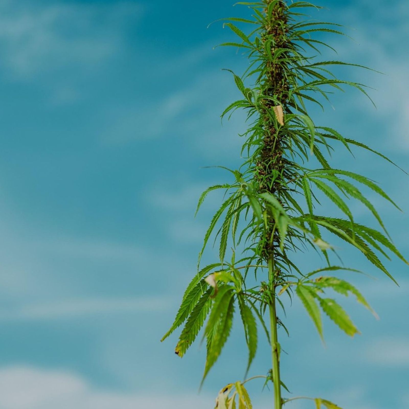 hemp plant