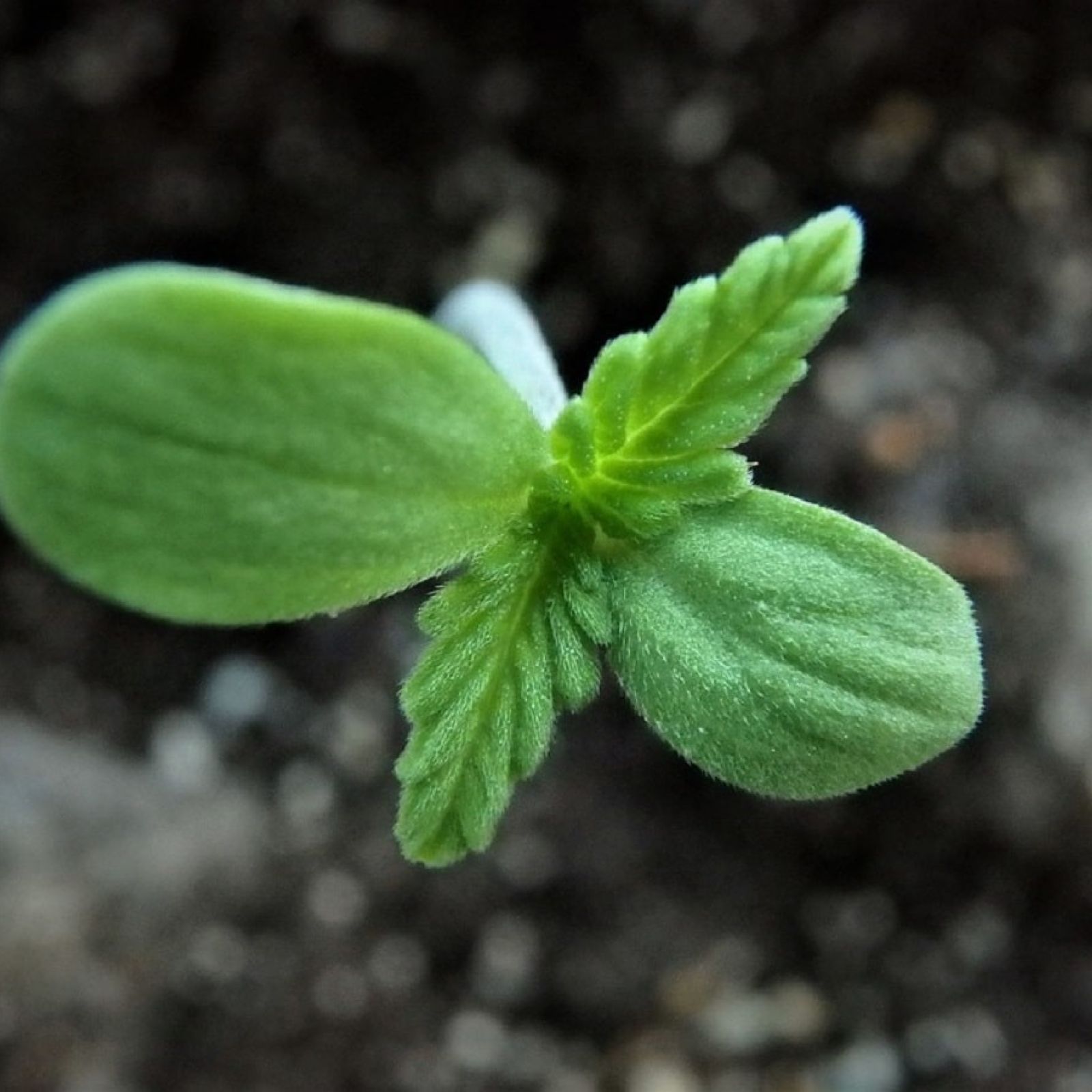 hemp seed clone plant cbd