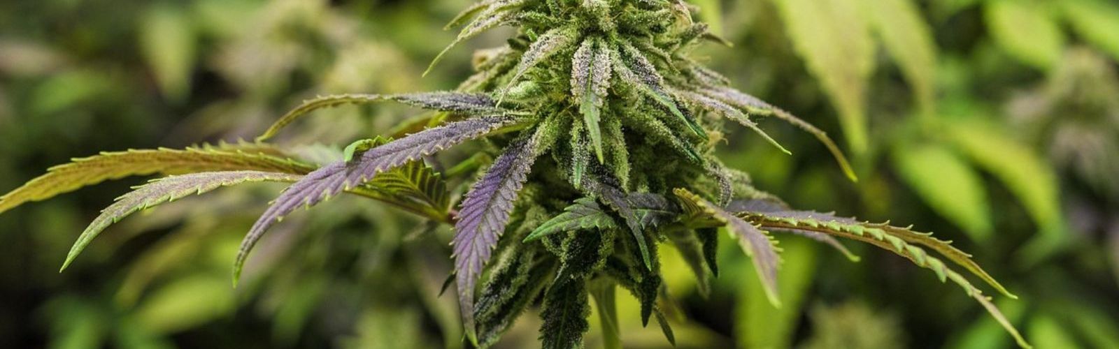 cannabis plant bud flower plants indoor