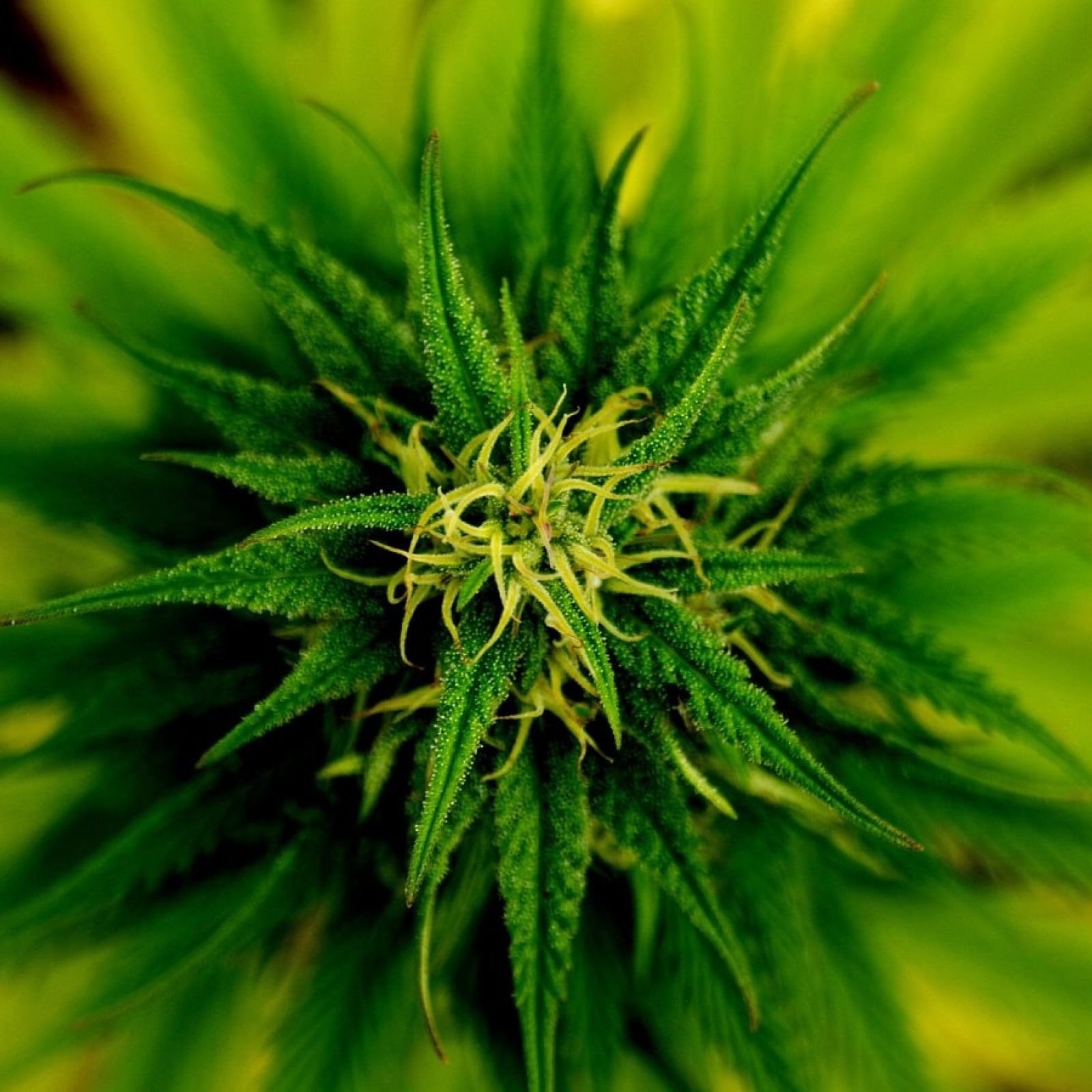 cannabis plant