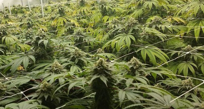 Cannabis Plants