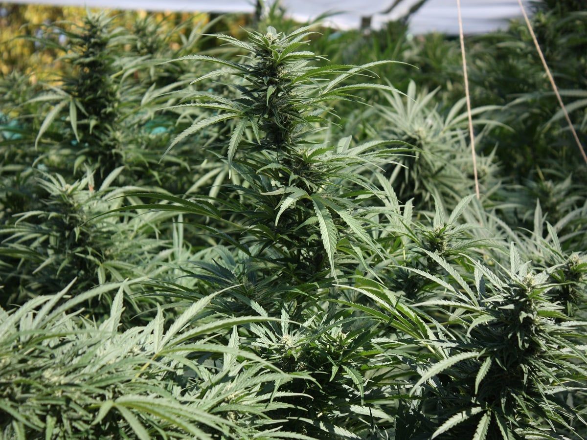 cannabis garden