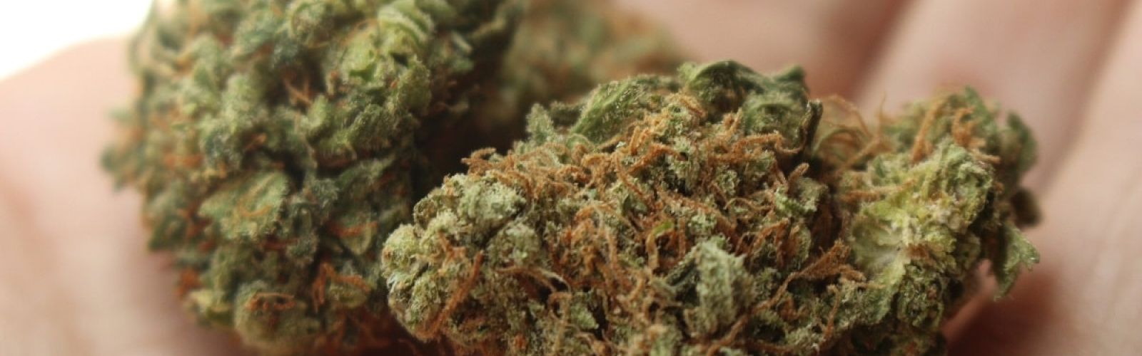cannabis flower