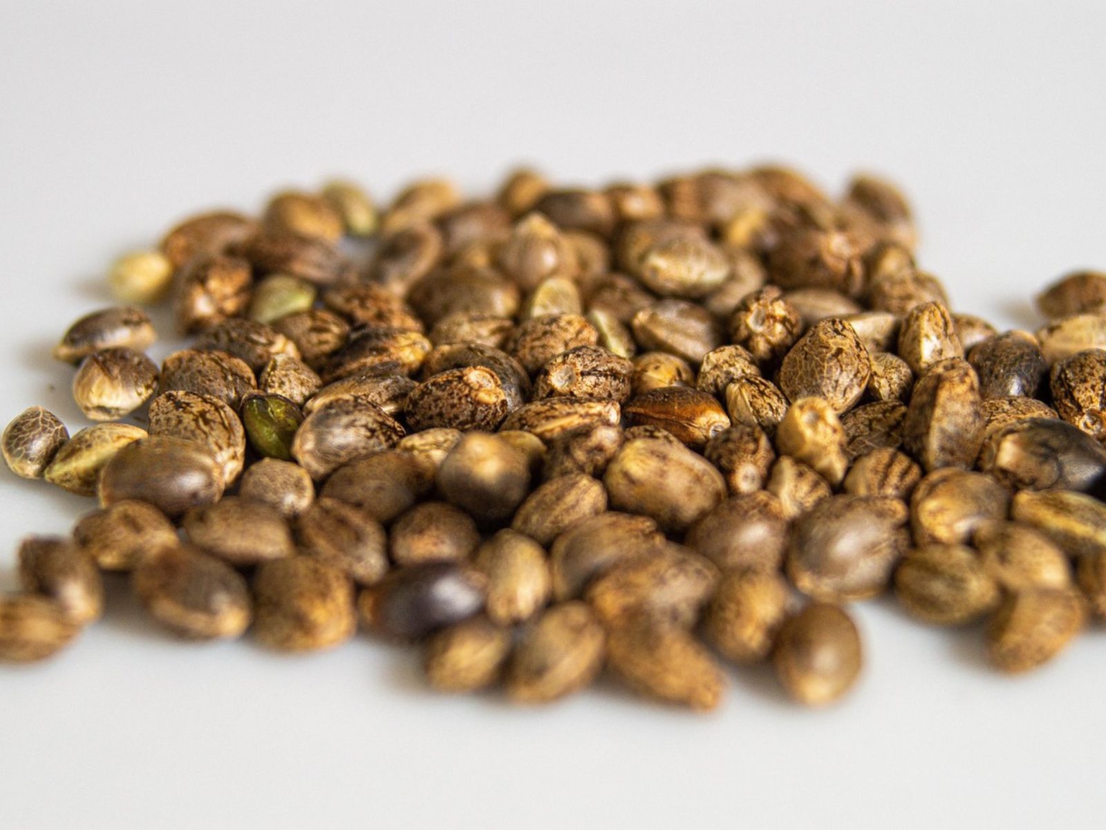 hemp cannabis seeds hemp cannabis seeds