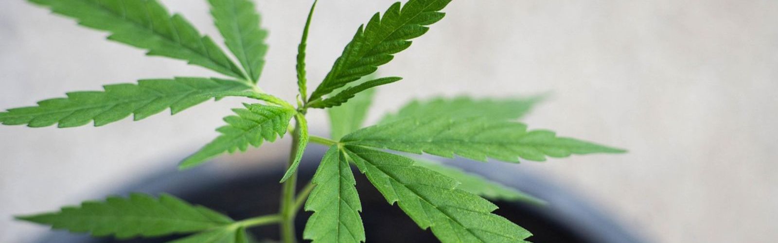 cannabis plant