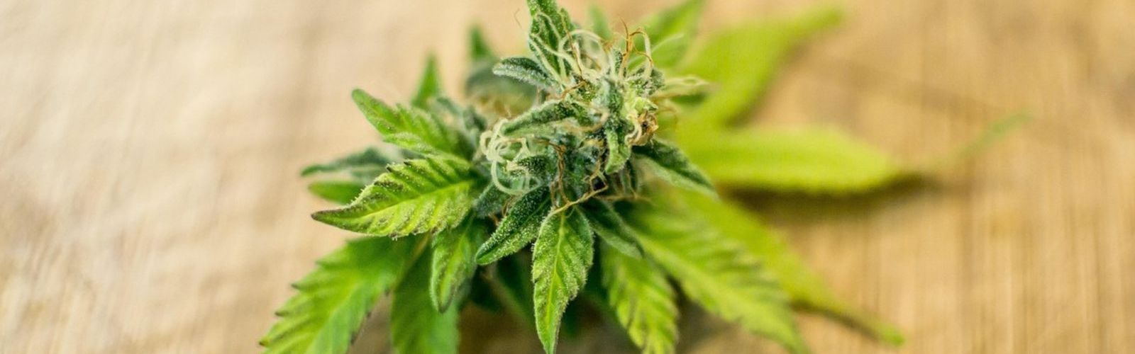 cannabis flower
