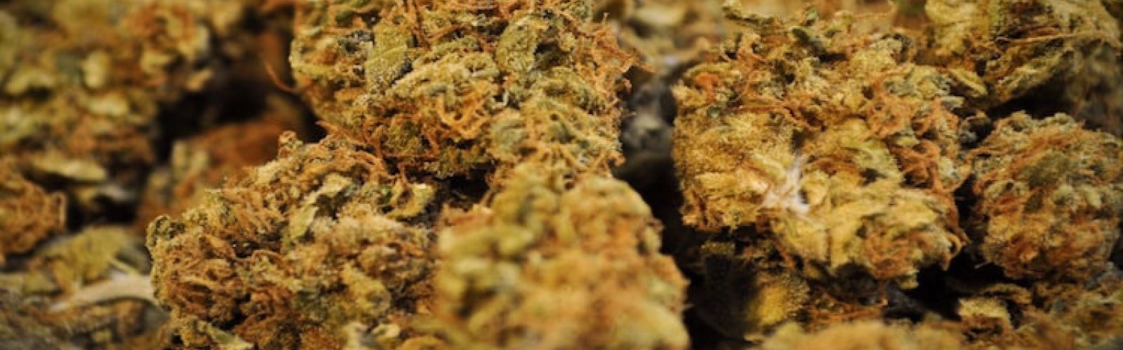 GrapeCrushMarijuana