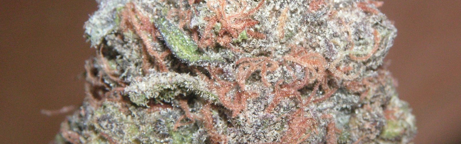 PurpleKushWeed