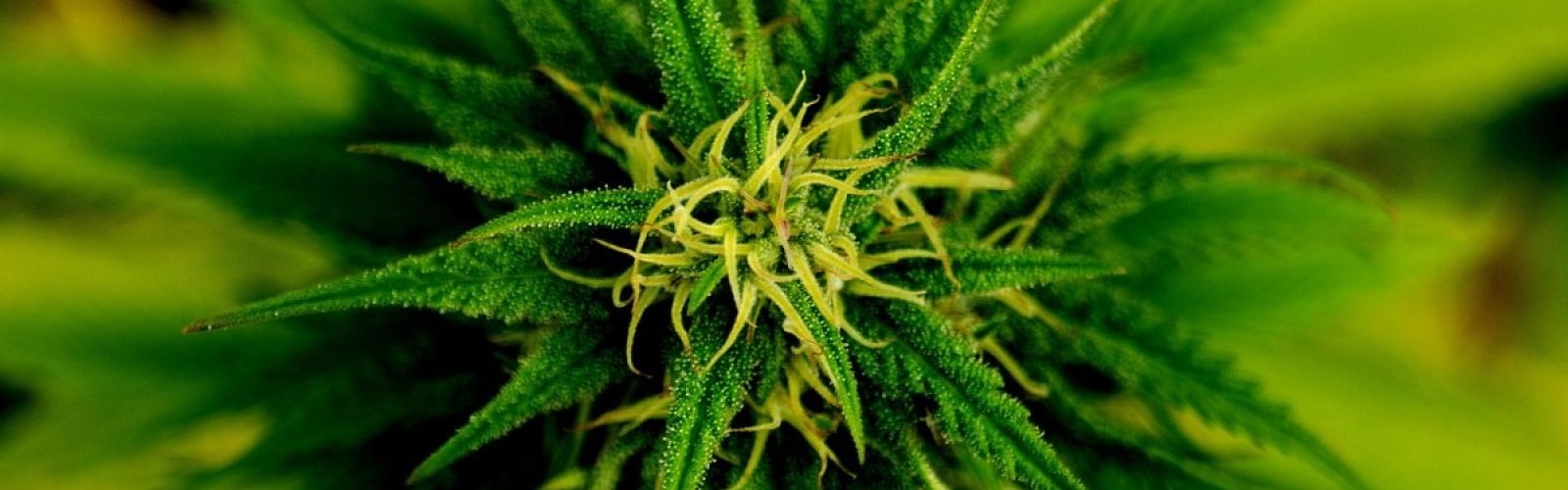cannabis plant