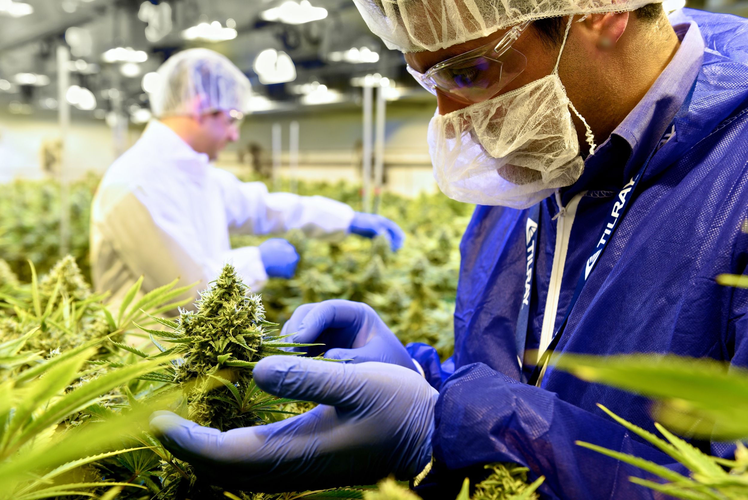 Tilray Cultivation Room