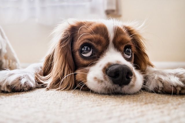 doggy cbd