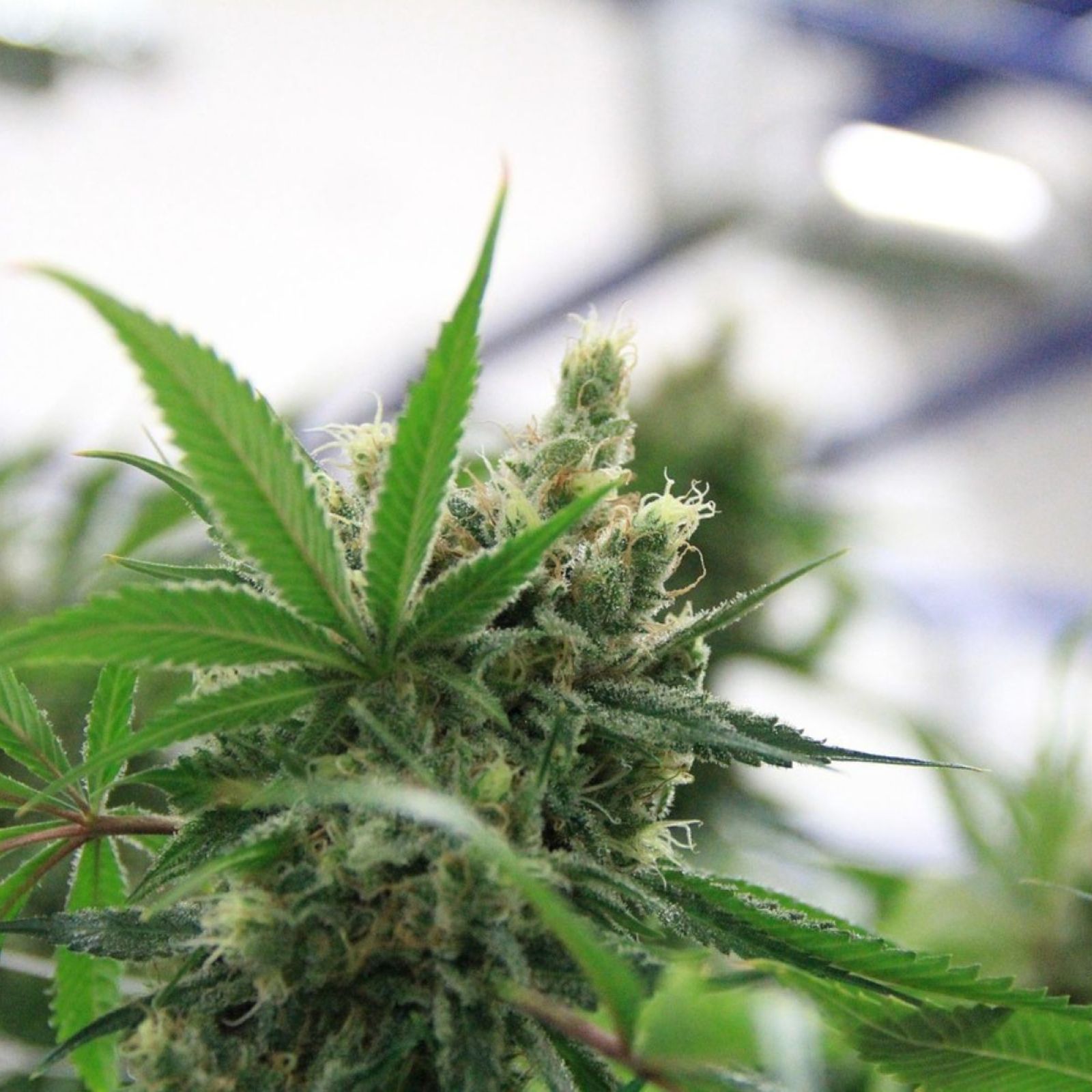 indoor cannabis plant garden plants