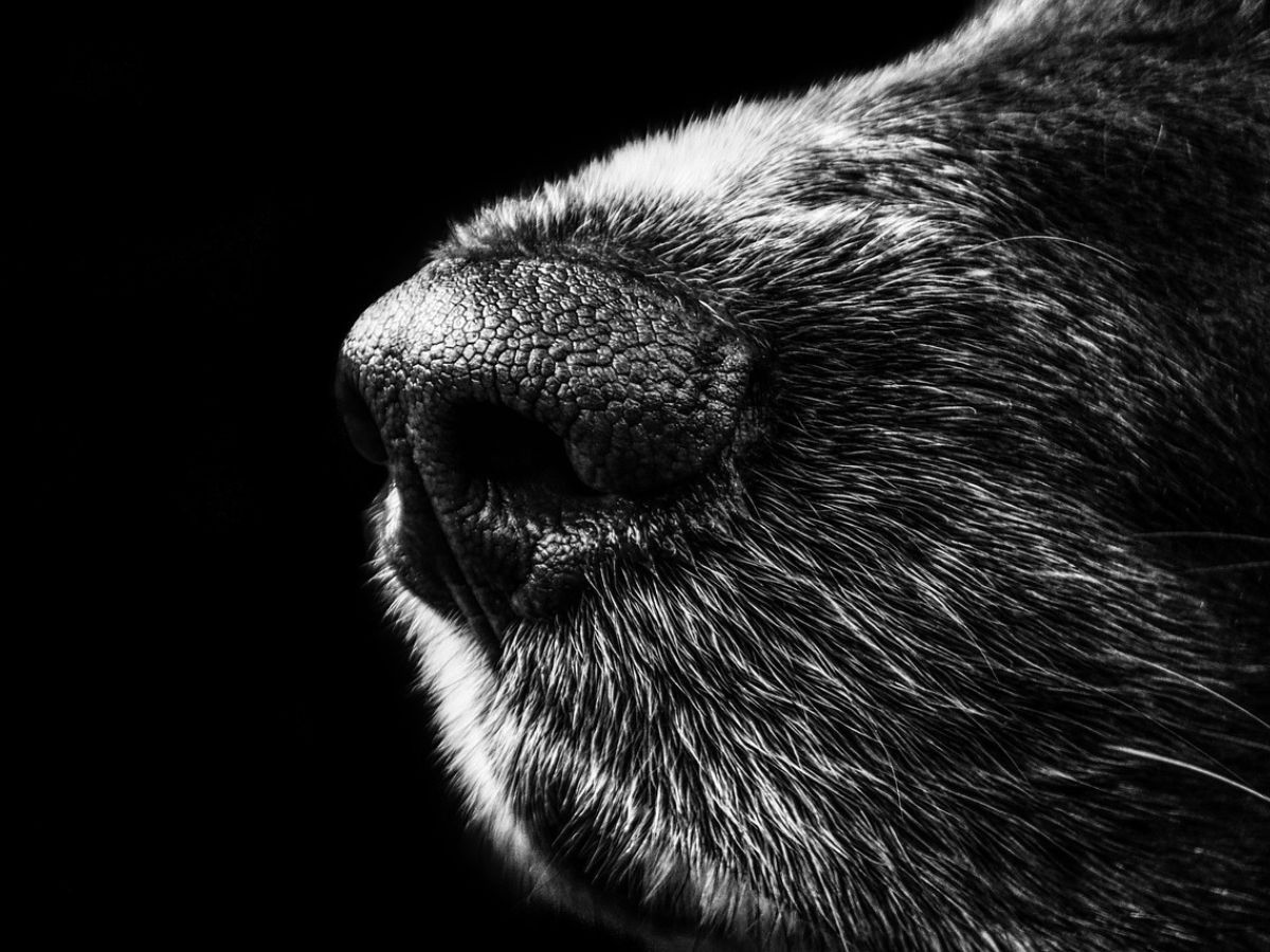 Dog Nose