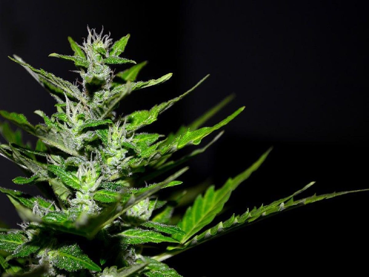 cannabis plant