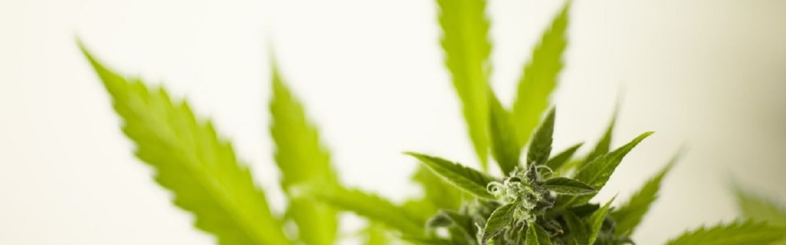 Cannabis plant