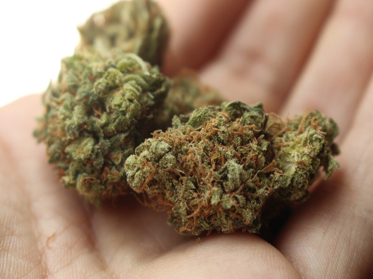 cannabis flower