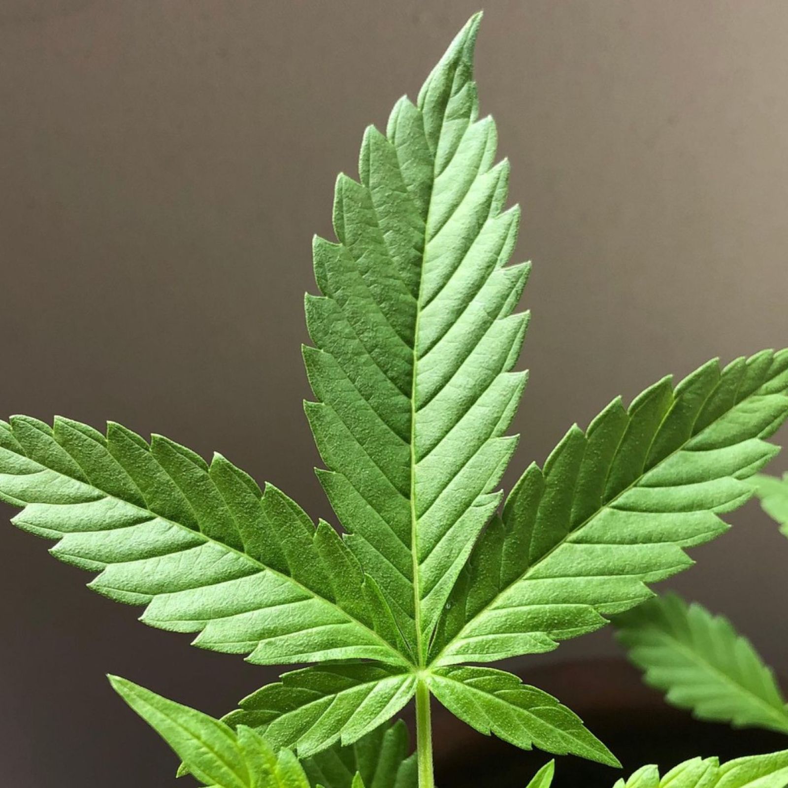 cannabis leaf leaves plant