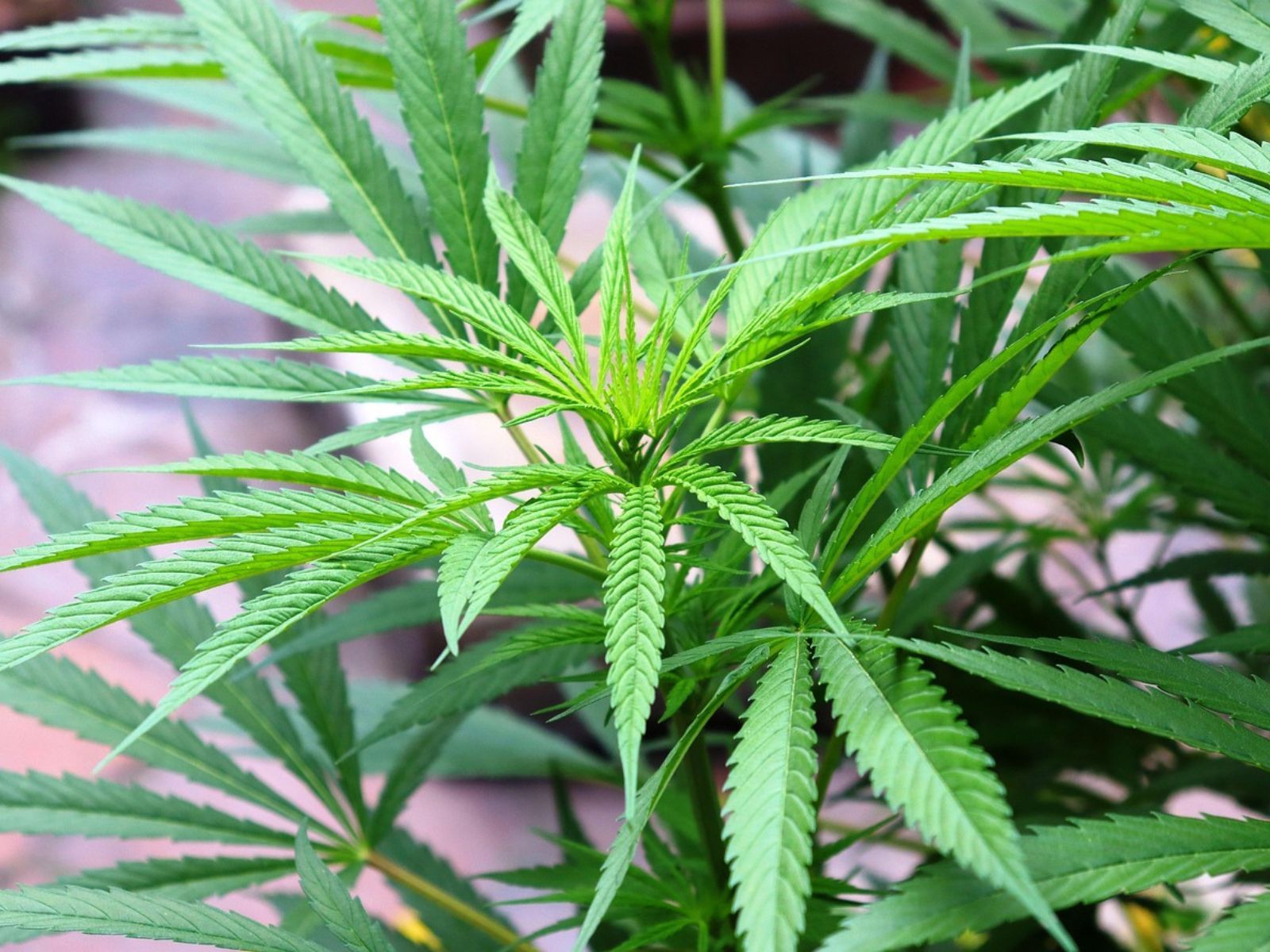 cannabis plant leaves cannabis plant leaves