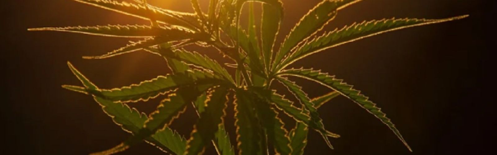 cannabis plant