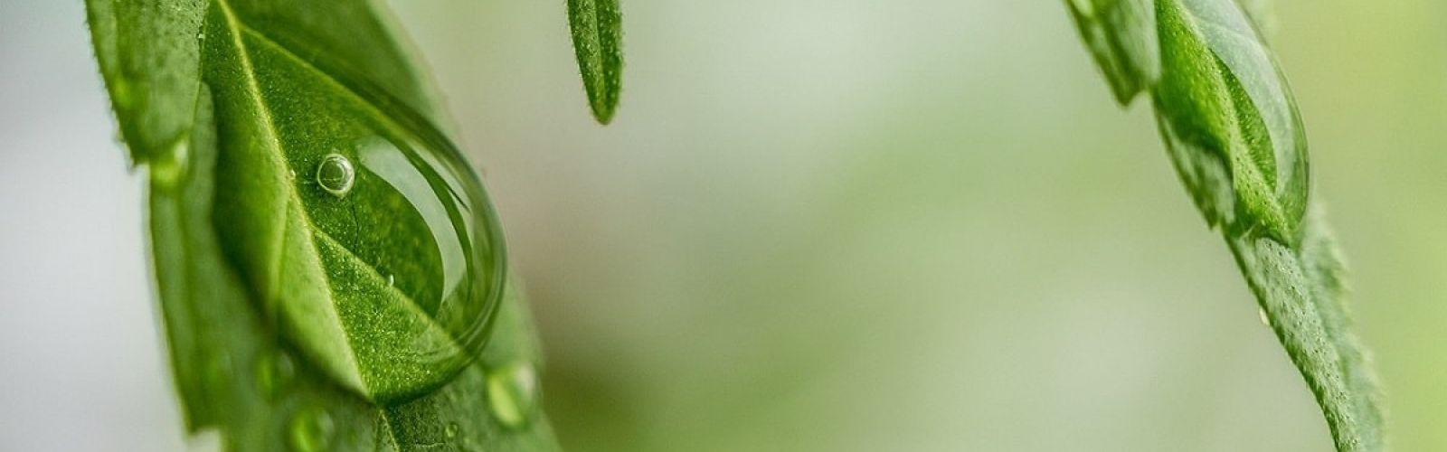 medical cannabis