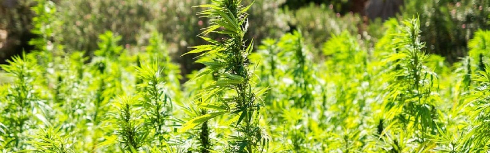 hemp