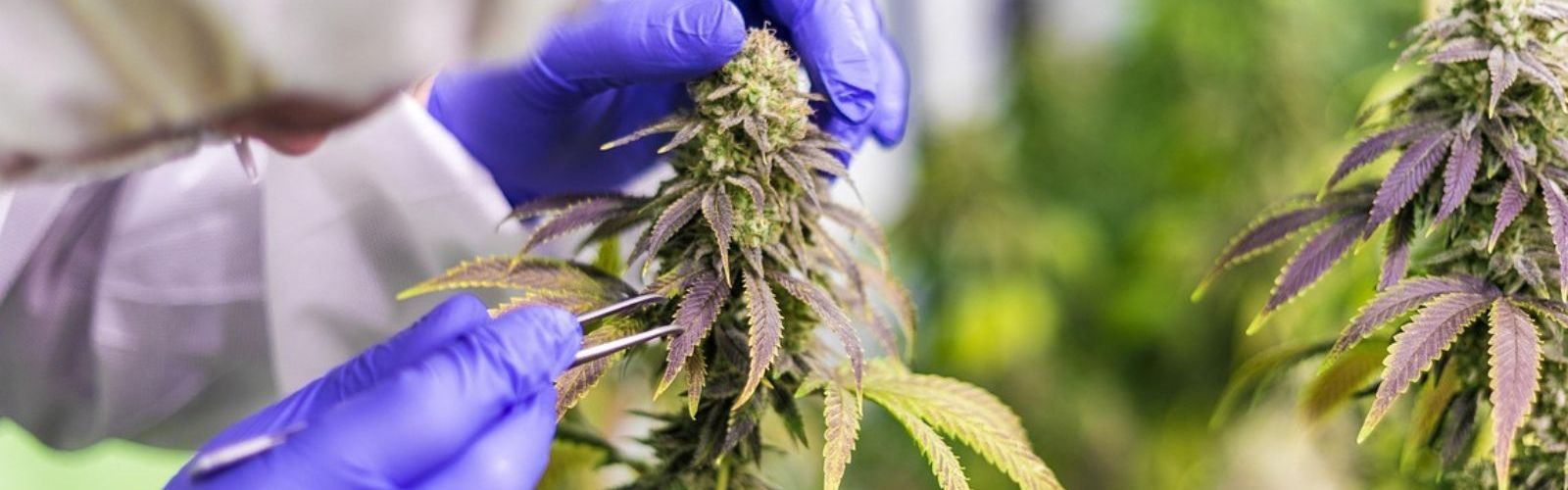 cannabis plants