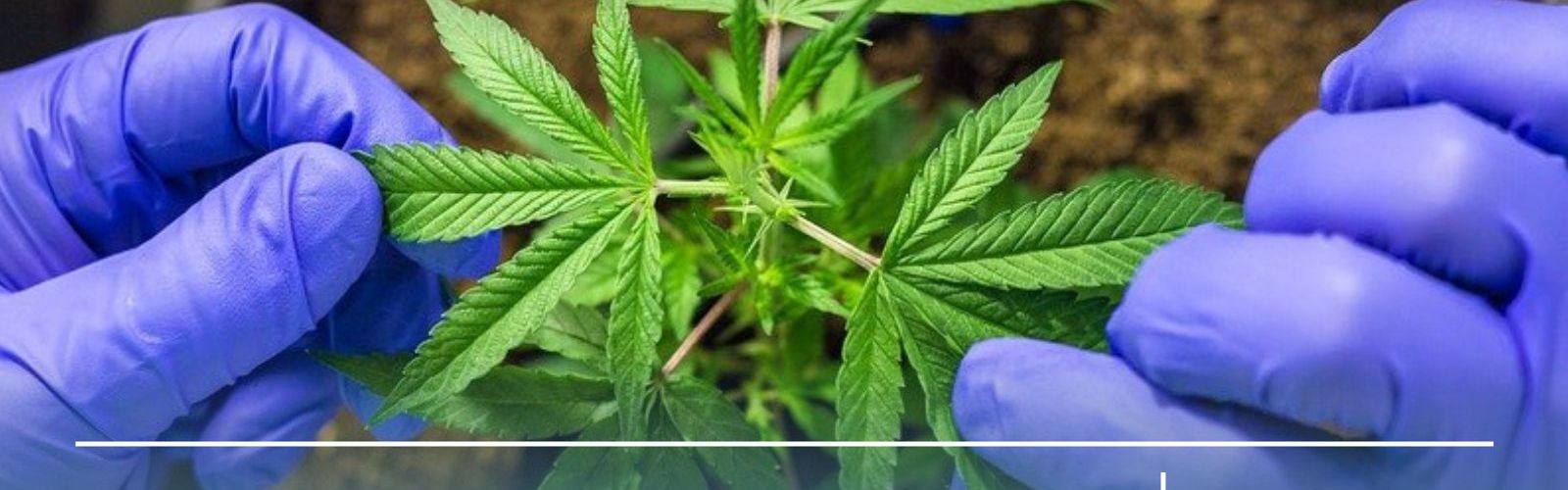 slovenia medical cannabis production vote