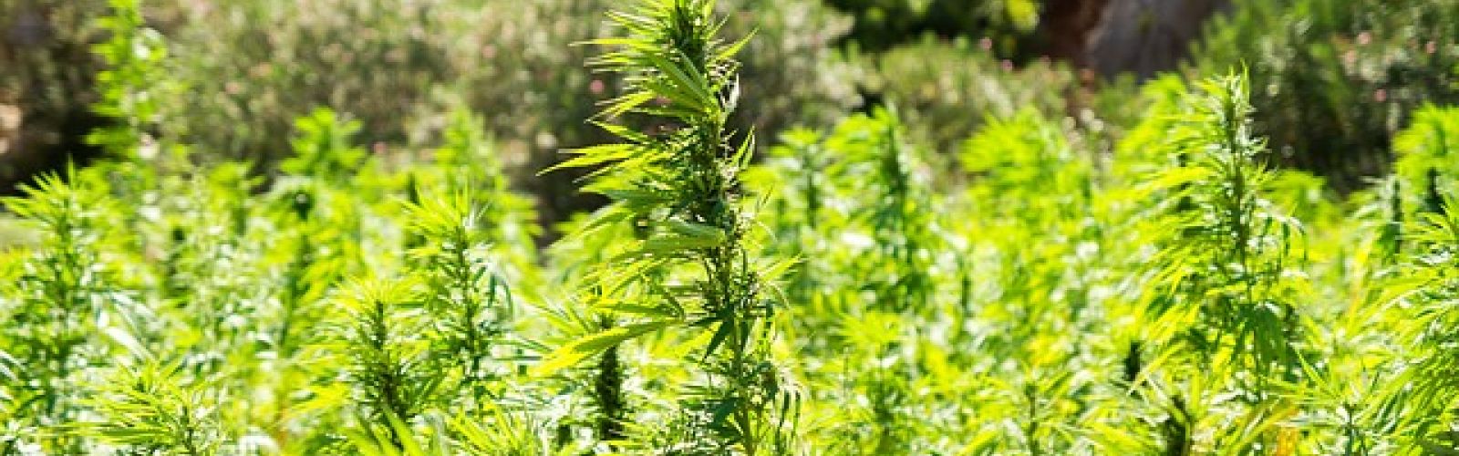 Cannabis Hemp Field
