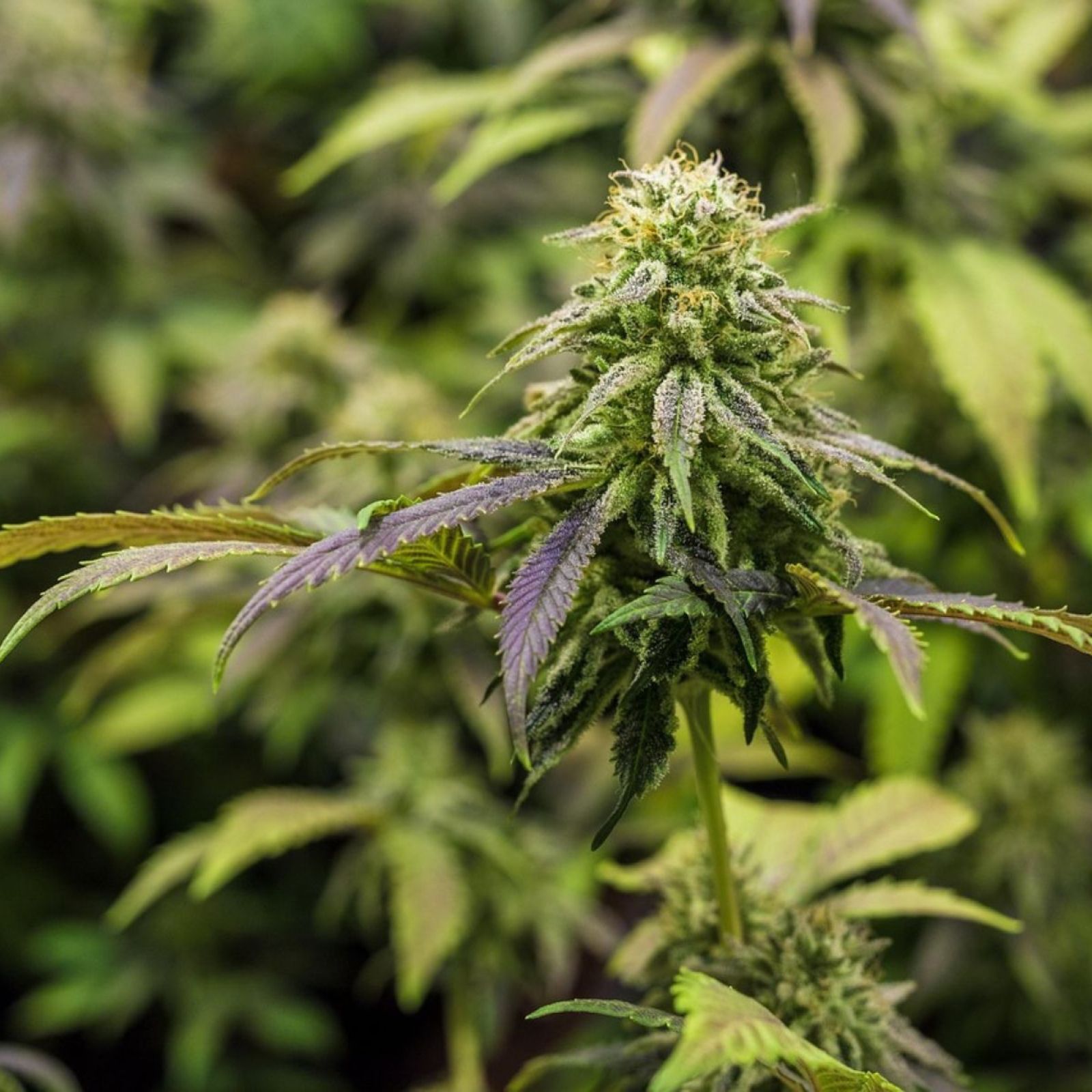 cannabis flower flowers bud plant plants