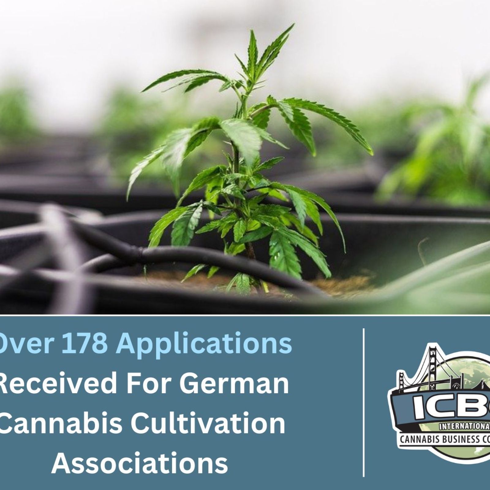 German cannabis cultivation associations 178 applications