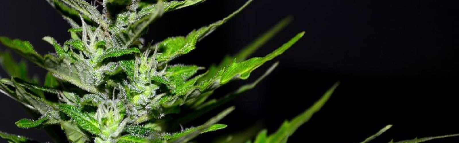 cannabis plant
