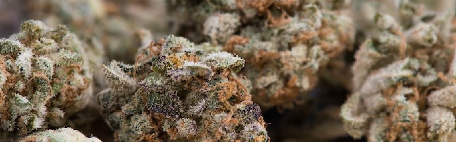 cannabis
