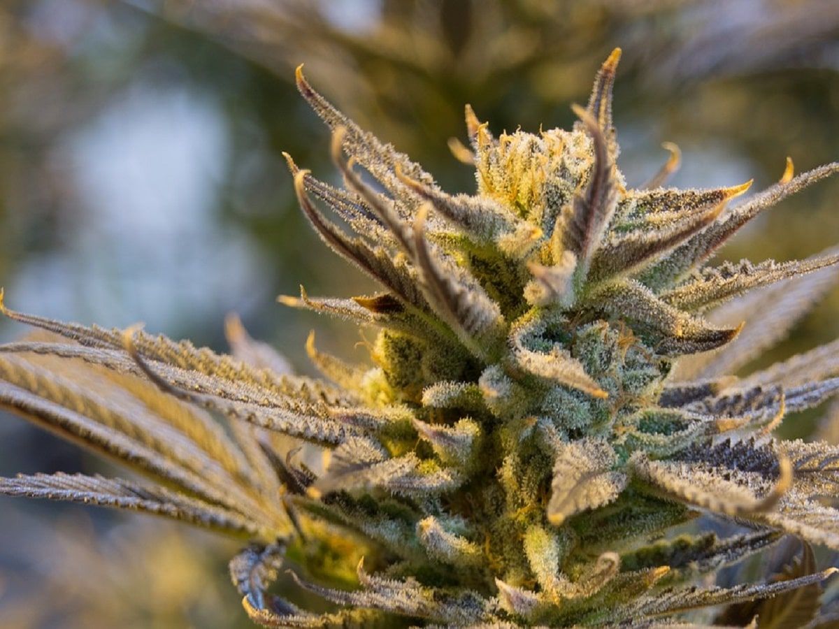 cannabis flower