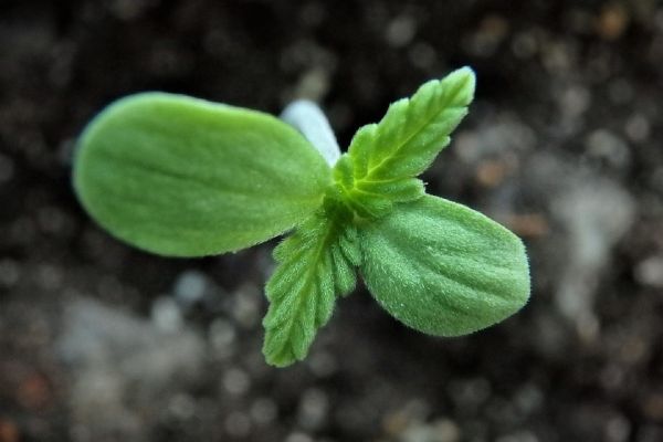 hemp seed clone plant cbd
