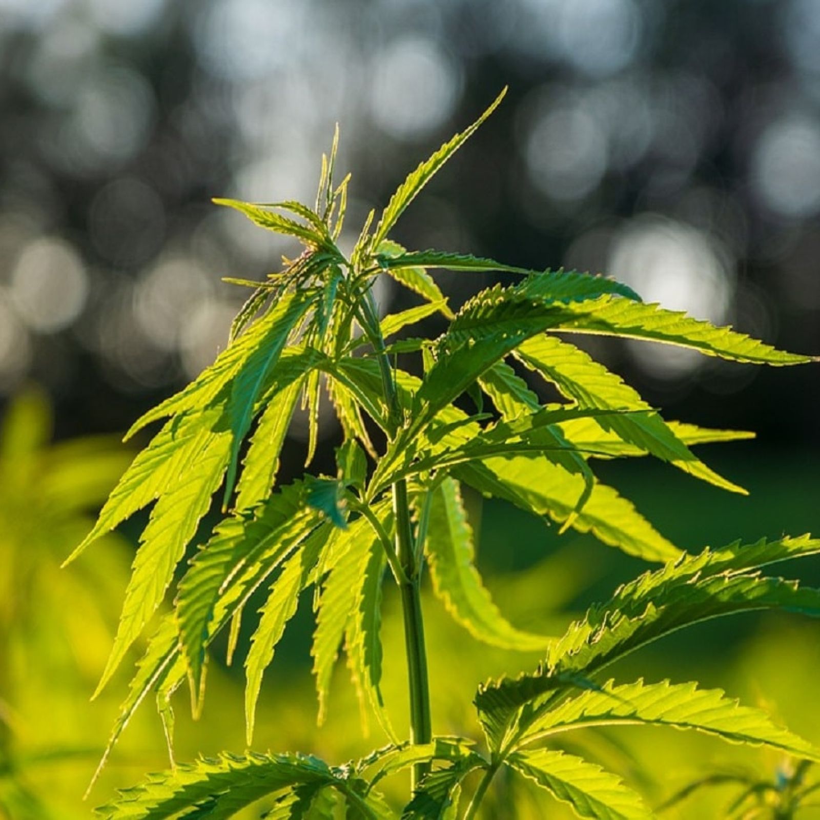 Cannabis Flower Plant Garden