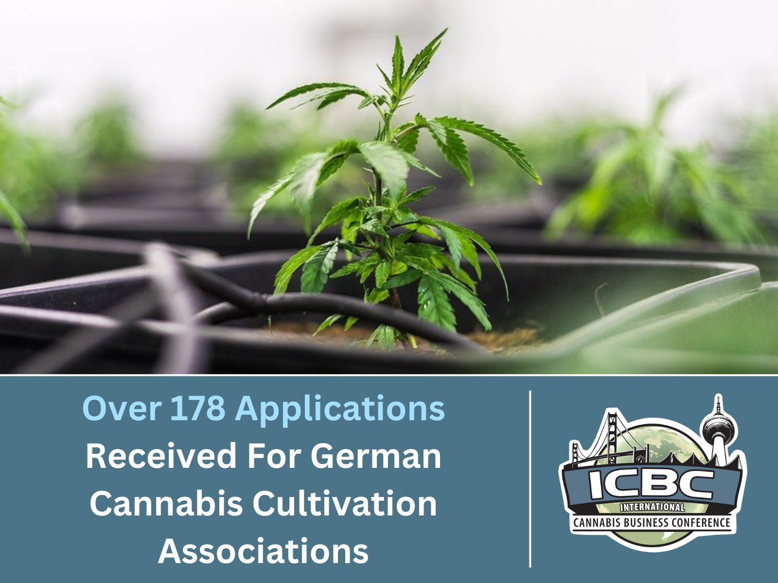 German cannabis cultivation associations 178 applications