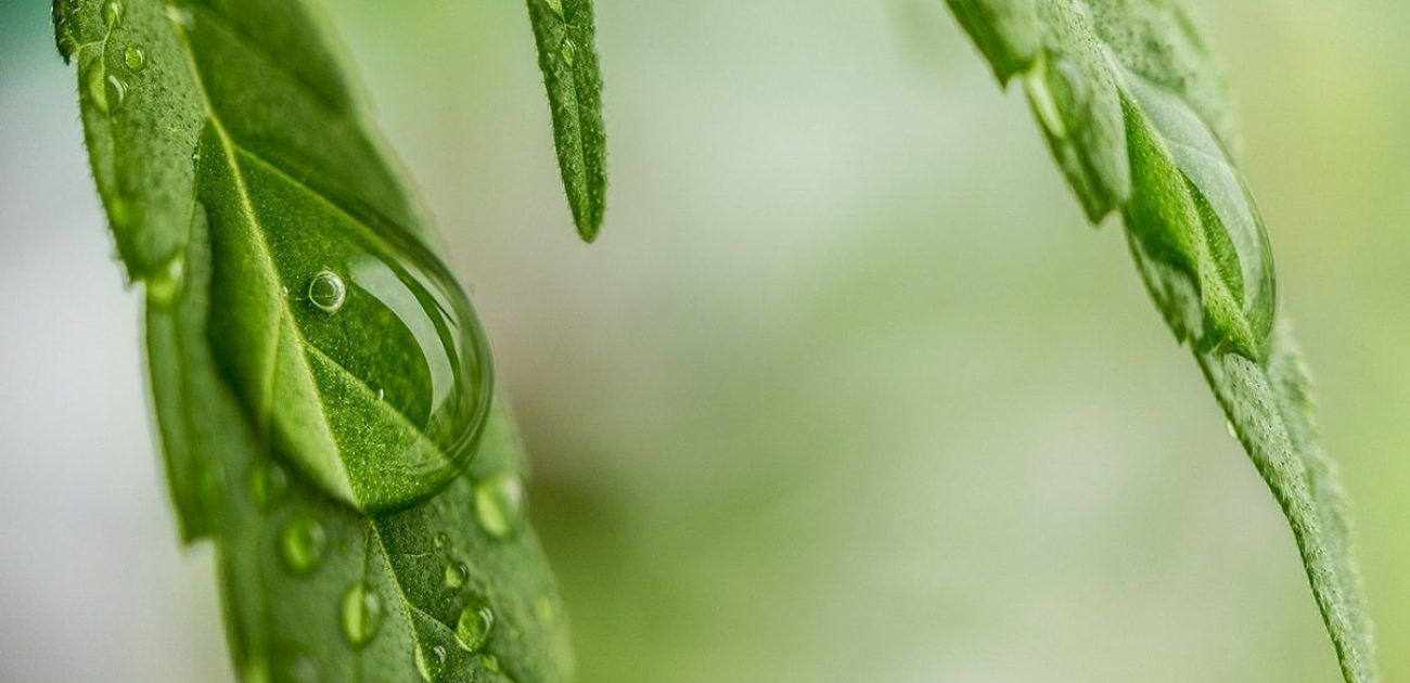 medical cannabis