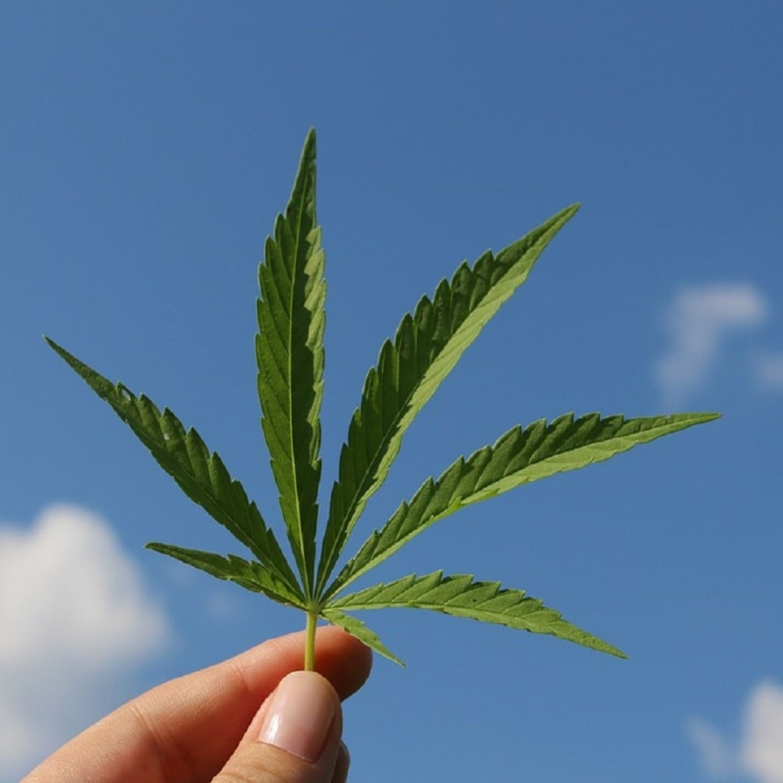 cannabis leaf